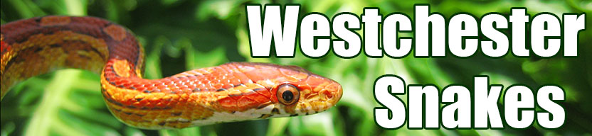 Westchester snake