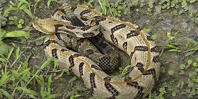 Westchester snake